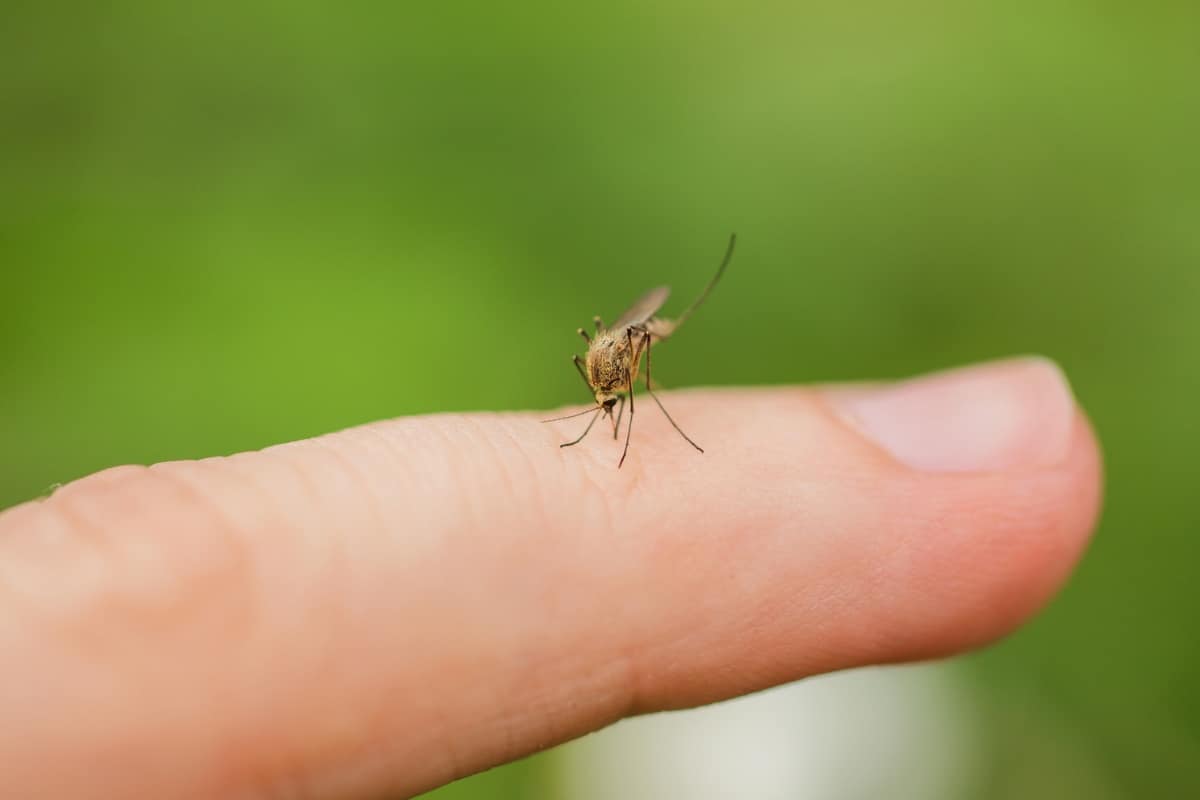 Our seasonal mosquito program targets breeding areas and foliage to reduce mosquito activity outdoors