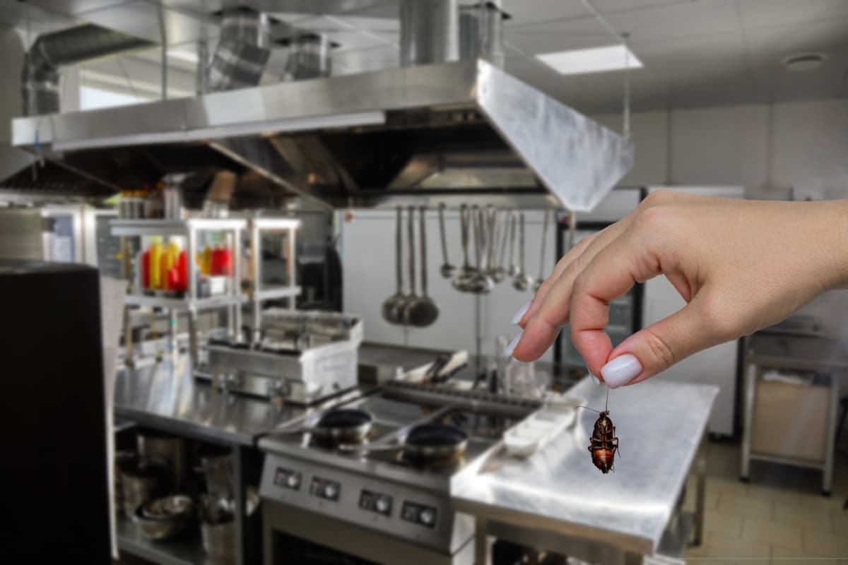 Commercial pest control provides routine service for offices, retail spaces, and commercial properties.
