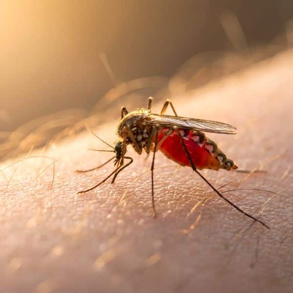 Mosquito control helps protect you home and family