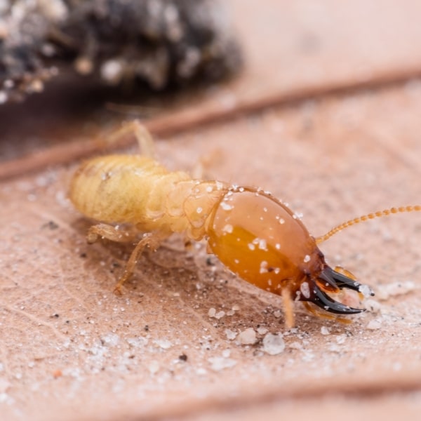 Termite inspecton to reduce property damage on your home