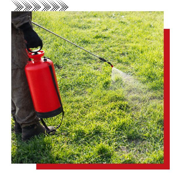 The most frequently asked quesitons about pest control