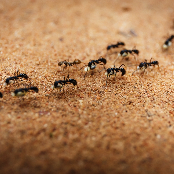 Denmark Pest - Ants