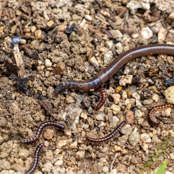 Denmark Pest - Millipedes