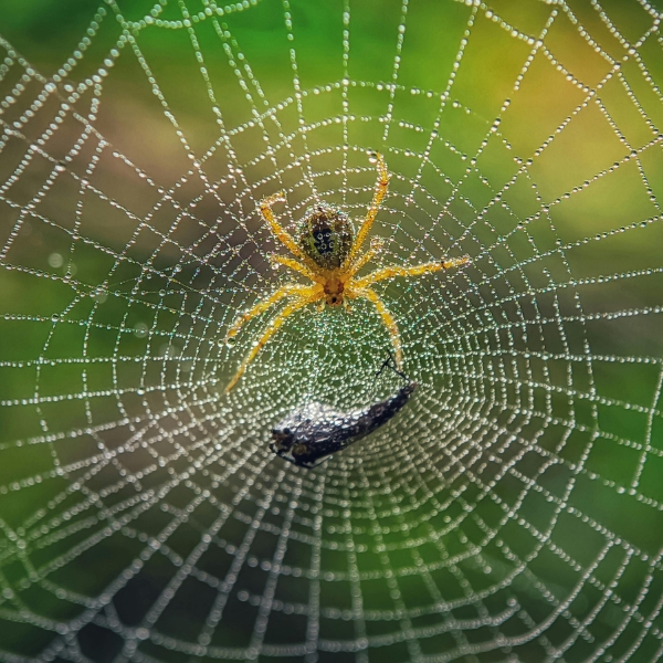 Denmark Pest - Spiders
