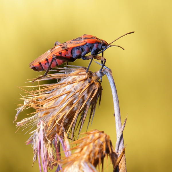 Denmark Pest - Elm Seed Bugs