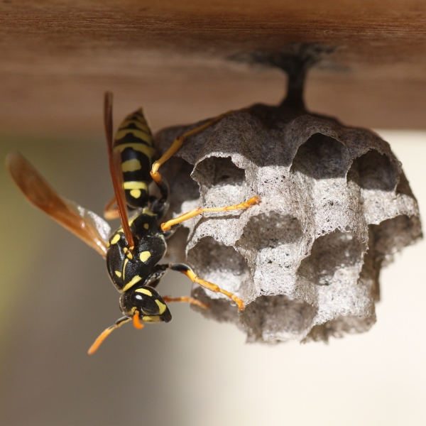Denmark Pest - Wasps